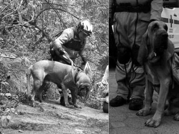 ¡Hasta siempre, Hunter! Muere perrito rescatista de la Cruz Roja Puebla