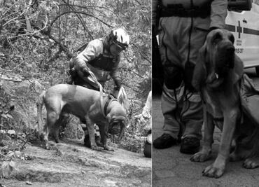 ¡Hasta siempre, Hunter! Muere perrito rescatista de la Cruz Roja Puebla