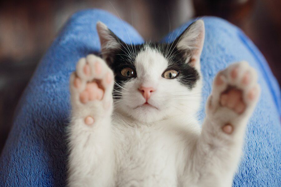 La relación entre humanos y gatos es duradera y resistente al paso del tiempo. Fuente: Freepik.