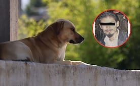 Condenan a 3 años de prisión a José Javier N. por arrojar a una perrita desde el tercer piso