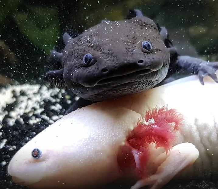 Foto: Acuario Michin