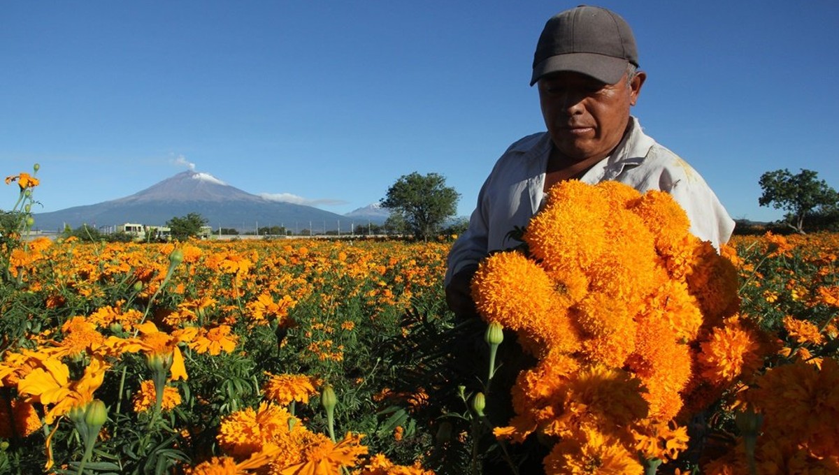 Puebla es uno de los mayores productores de flor de cempasúchil a nivel nacional