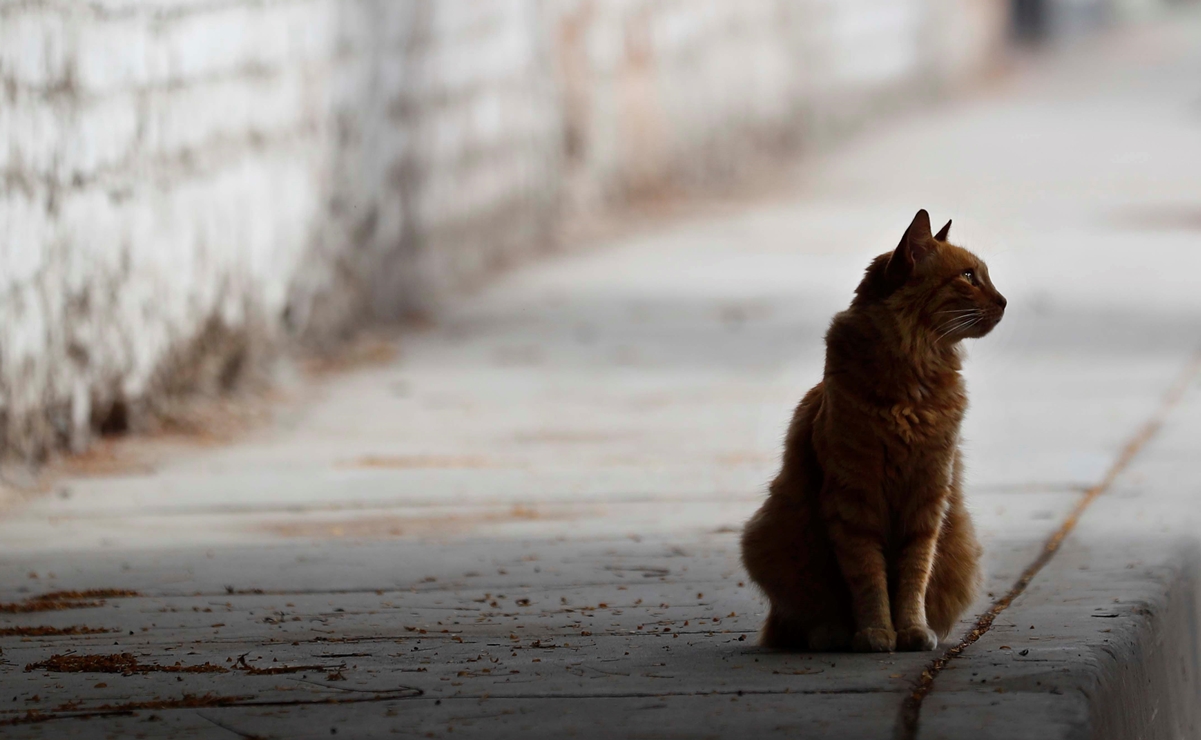 Limón, el gato cordobés que toca el piano y ha cautivado a miles en TikTok